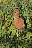 Ridgway's Rail